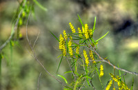 Wildflowers at Kalbarri National Park