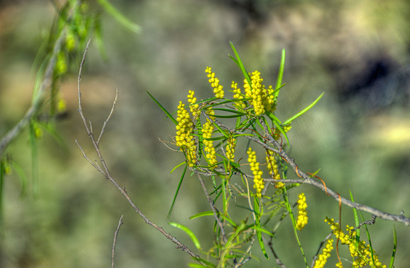 Wildflowers at Kalbarri National Park